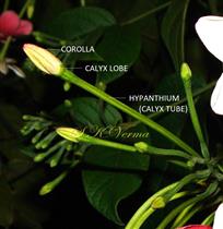  Floral buds